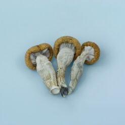 Blue Meanie Magic Mushrooms