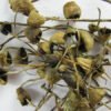 liberty cap mushroom Psilocybe Semilanceata. 600x450 1 1 100x100