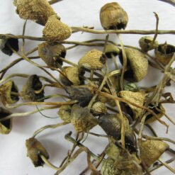 liberty cap mushroom