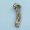 Avery Albino Magic Mushrooms Averyalbino Averyalbinos Avery Albino Magic Mushroom Magic Mushrooms Psilocybe Cubensis Shroom Shroom Zoomers Averys 1 700x525 1 100x100