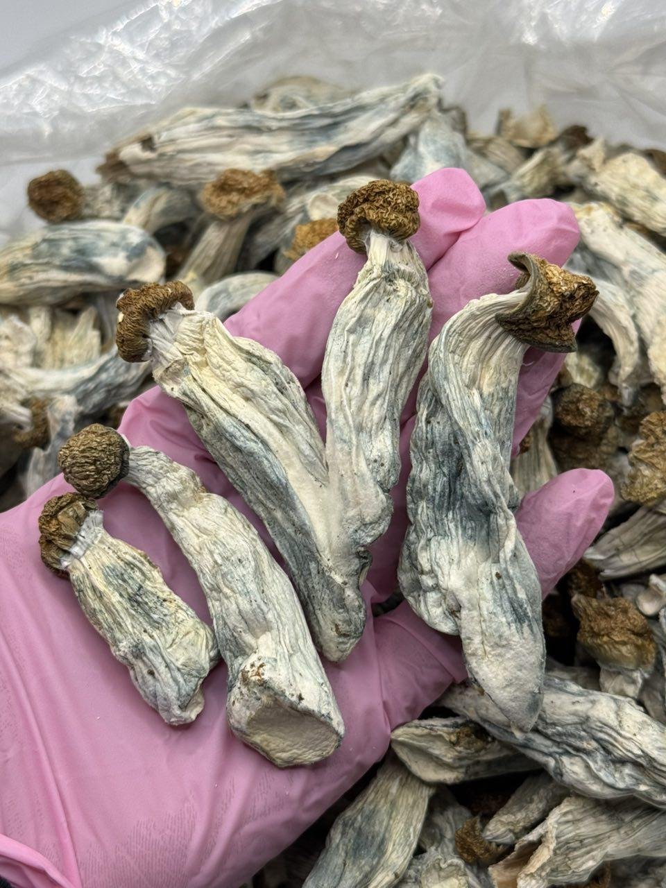magic mushrooms UK